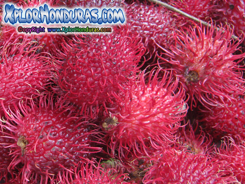 licha nephelium lappaceum Rambutan Honduras