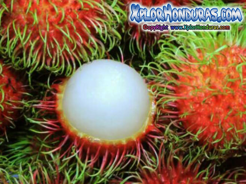 licha nephelium lappaceum Rambutan Honduras