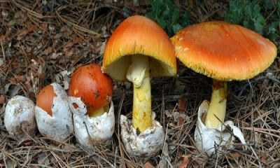 Los Choros Amanita caesárea Intibuca Los Choros Amanita caesárea Intibuca