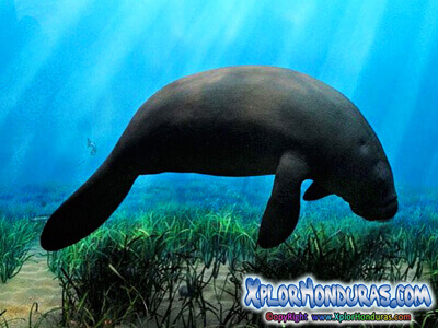 Manati vaca marina animales en peligro de extincion