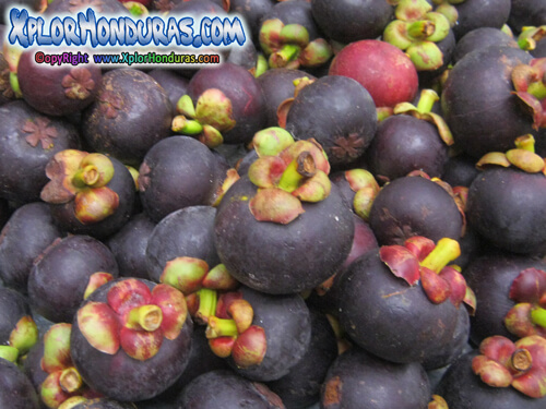 Mangostino Fruta de los dioses