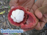 Mangostino Garcinia mangostana