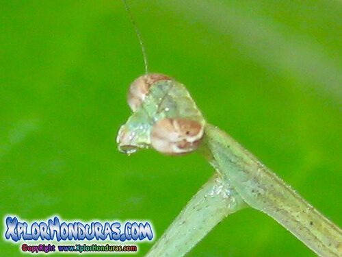 Mantis Religiosa, Campamocha, ponemesa en Honduras
