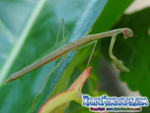 Mantis Religiosa, Campamocha, ponemesa en Honduras
