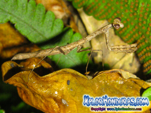 Mantis Religiosa, Campamocha, ponemesa en Honduras