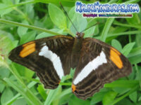 Mariposa Adelpha Iphiclus Iphiclus (Fotos)