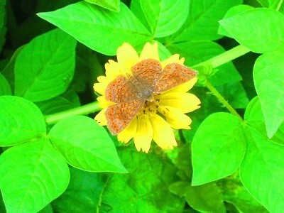 Mariposa Calephelis Rawsoni Rawson Metalmark Mariposa Calephelis Rawsoni Rawson Metalmark