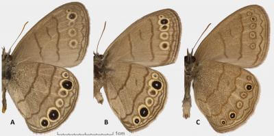 Mariposa Carolina Satyr, Intricate Satyr South Texas Satyr