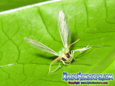 Mariposa Geometra papilionaria Butterfly Moth Honduras