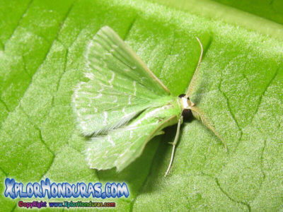 Mariposa Geometra papilionaria Honduras Butterfly Moth Mariposa Geometra papilionaria Honduras Butterfly Moth