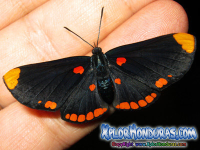Mariposa Melanis Pixe Sanguinea Fotos Mariposa Melanis Pixe Sanguinea Fotos