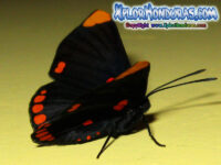 Mariposa Melanis Pixe Sanguinea