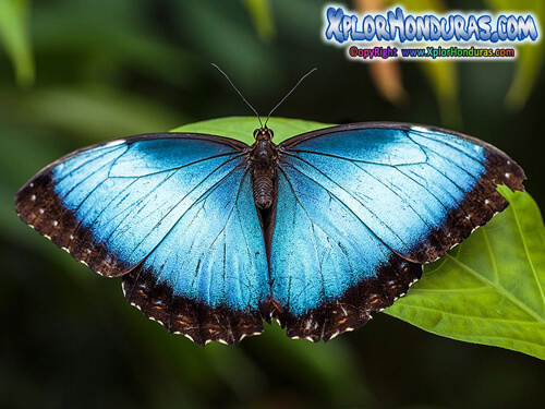 Mariposa Morpho menelaus