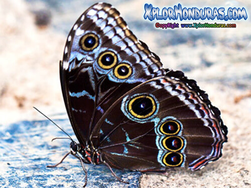 Mariposa Morpho menelaus Lado Inferior