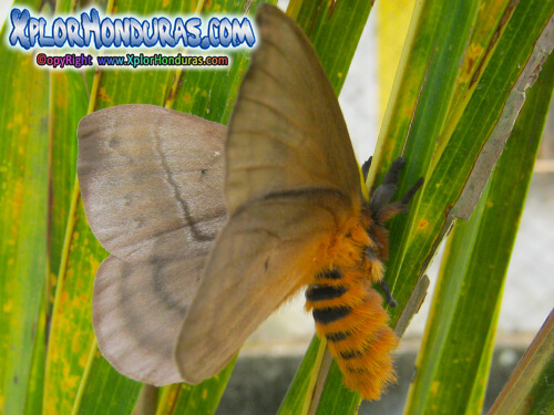 Maripoasa Periphoba arcaei hemileucine giant silkmoth