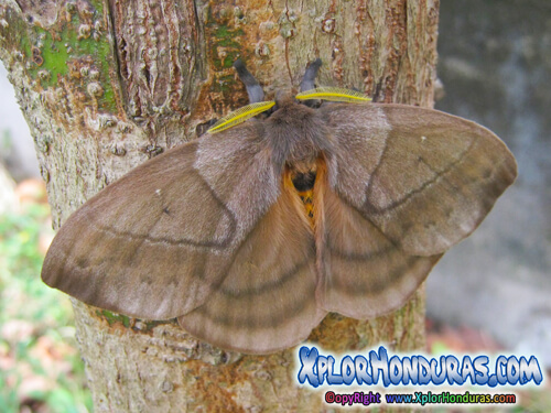Mariposa Periphoba arcaei Polilla Conejo