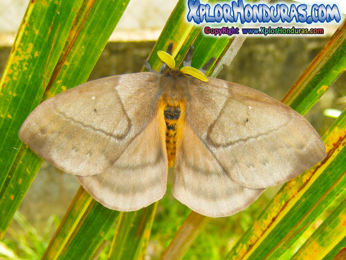 Mariposa Periphoba arcaei Polilla Conejo