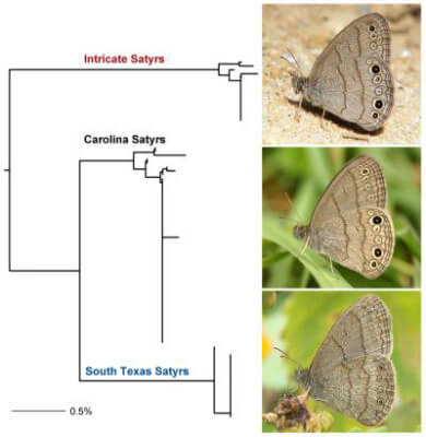 Mariposas Carolina Satyr, Intricate Satyr South Texas Satyr