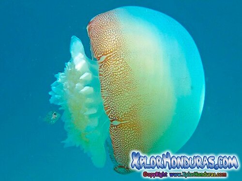 Medusa bala de canon stomolophus meleagris