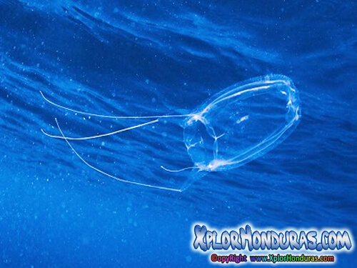 Medusas carukia barnesi