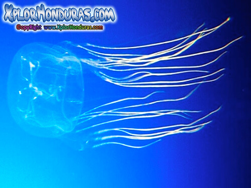 Medusas Chironex fleckeri