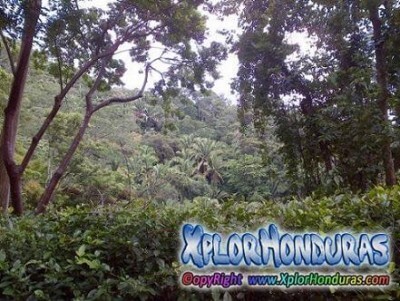 Montaña El Merendon Parque Nacional Cusuco