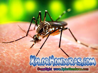 El Chikungunya en Honduras