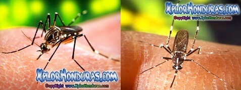 Mosquito Aedes Aegypti y Aedes Albopictus transmisores de la Fiebre Chikungunya en Honduras