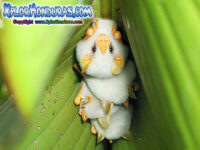 Murcielago Blanco Ectophylla alba