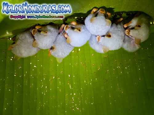 Murcielago Blanco Ectophylla alba Honduras