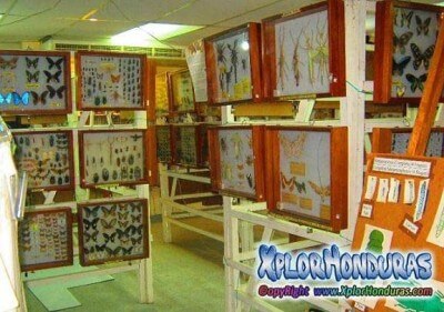 museo de la mariposa La Ceiba