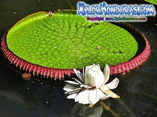 Nenufar Gigante Victoria regia