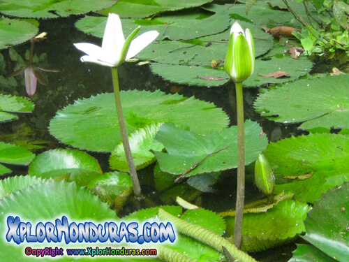 Nenufar o lirio acuatico