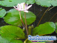 Nenufar o lirio acuatico