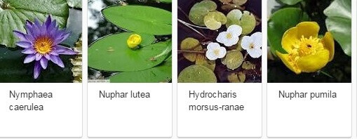 Nenufar planta Acuatica