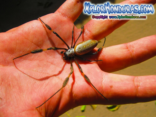 Nephila Clavipes Arana de Seda dorada Golden Silk Honduras