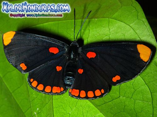 Orden Lepidoptera Mariposas