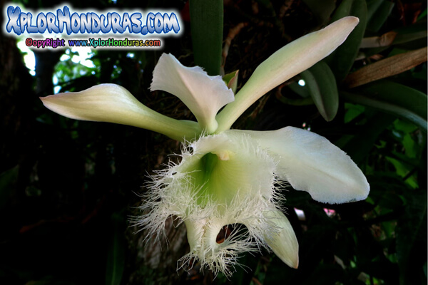 Orquidea Rhyncholaelia Digbyana, flor nacional de Honduras