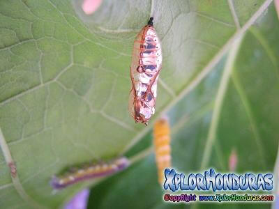 Oruga Mechanitis Lysimnia