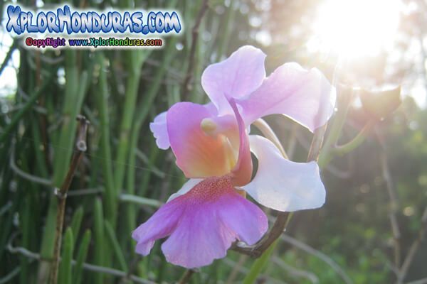 Parque Nacional la Tigra Orquídeas