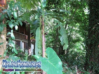 Parque Nacional Pico Bonito Cuenca del Rio Cangrejal