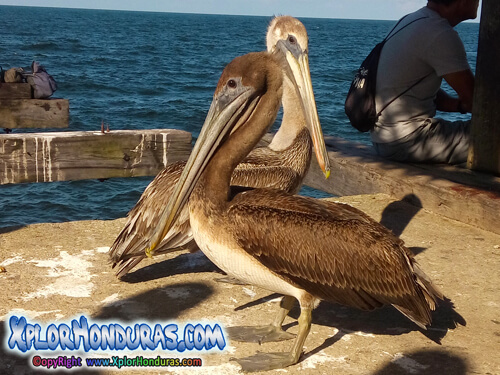 Pelicano Pelecanus Honduras