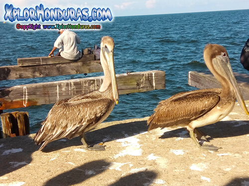 Pelicano Pelecanus Honduras