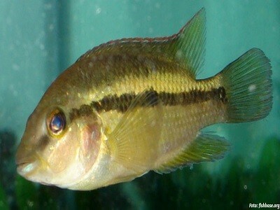 Pez Theraps wesseli especie unica de la Cuenca del Rio Cangrejal