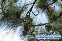 Pinus Oocarpa, Árbol Nacional de Honduras