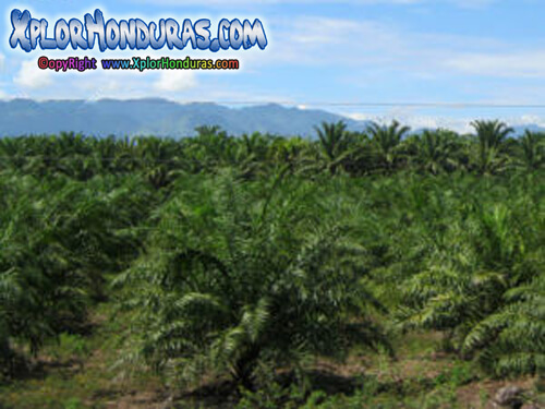 Plantacion de Palma Africana Honduras