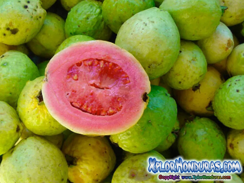 Plantas Medicinales Guayaba - psydium Guajava