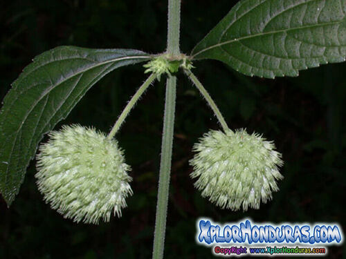 Plantas Medicinales Miona - Hyptis capitata