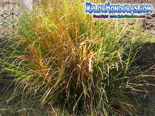 Plantas Medicinales Valeriana - Valeriana Ceas