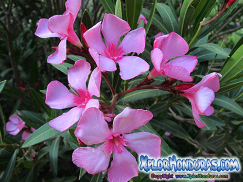 plantas venenosas adelfa nerium oleander